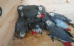 Cameroun : deux personnes arrêtées en possession des perroquets gris à queue rouge à Ebolowa