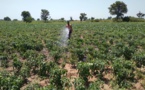 Tchad : au Logone Occidental, le groupement agricole Mekoloum se positionne dans le maraîchage