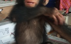 Cameroun :  quatre personnes arrêtées pour trafic de chimpanzé à Douala