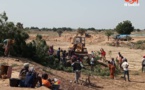 N'Djamena : un déracinement d'arbres entraîne une bagarre pour le bois de chauffe