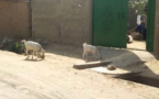 Tchad : la divagation des animaux sur la voie publique, source de nuisance à N'Djamena
