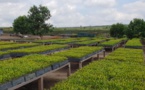 Congo : début de la plantation de plus d’un million d’arbres sur les plateaux Batéké