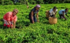 RDC : 70 millions $ de prêt pour le développement agro-industriel du Ngandajika