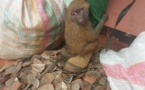Cameroun : un homme arrêté avec des écailles de pangolins et un bébé babouin à Nkoteng