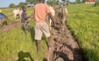 Tchad : la production céréalière est en baisse, des ménages sous pression