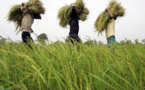 Nigeria : la Bad accorde un prêt de 210 millions $ pour les zones de transformation agroalimentaire
