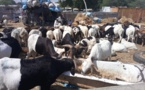 Tchad : les prix des moutons et chèvres grimpent pour les fêtes