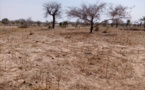 Tchad : des vols de chameaux à l’origine de violences au Sila