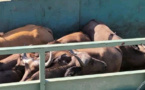 Tchad : des buffles du Parc de Zakouma transférés vers la réserve de Siniaka Minia