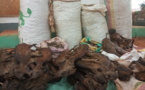 Cameroun : un trafiquant arrêté avec près de 250kg d'écailles de pangolin à Bertoua