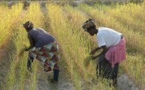 Sénégal/Riz : Des actionnaires de la Spcrs brandissent l’arme pénale pour se faire rembourser