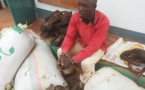 Cameroun : un trafiquant de produits fauniques condamné à plus d'un an de prison ferme à Bertoua