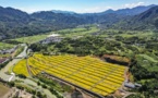 Abandoned coal mine in E China turned into prospering navel orange business