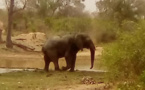 Tchad : des éléphants tuent une fille à Nangassou, dans la Tandjilé