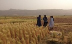 Tchad : urgence pour la culture du blé et sa transformation locale