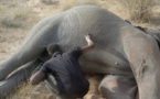 Tchad : le corps d'un éléphant mutilé et criblé de balles découvert à Ngourti