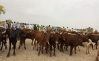Tchad : les animaux affaiblis par le manque de pâturages
