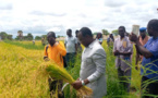 Tchad : les producteurs de Laï lancent la récolte du riz de contre-saison