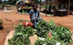 Centrafrique : Derrière la crise humanitaire et sécuritaire, une crise économique grave se profile