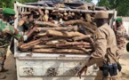 Tchad : le ministère de l’Environnement recense les agents des eaux et forêts