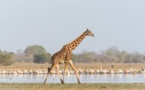 Tchad :  renouvellement de l’accord de gestion avec African Parks sur le parc de Zakouma