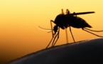 Tchad : le gouvernement veut réduire la mortalité et la morbidité dues au paludisme