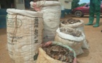 Cameroun : quatre trafiquants arrêtés avec 90 kg d'écailles de pangolin à Akonolinga