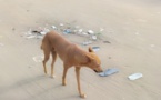 Tchad : la consommation de viande de chien gagne du terrain à Ndjamena