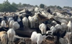 Tchad : le mouton hors de prix à l'approche de la Tabaski