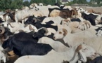 Tchad : quel que soit le prix du mouton, la Tabaski aura lieu