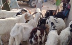 Tchad : cherté du bétail à Mao, à l'approche de la Tabaski