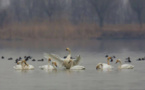 Wetland in Tianjin sees improved environment for bird species
