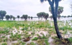 Tchad : importantes inondations dans la sous-préfecture de Lamé