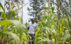 Afrique : plus d’un milliard $ de la BAD pour lancer un plan de production alimentaire d'urgence
