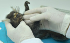 OMS : la variole du singe classée en urgence de santé publique internationale