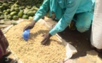 Tchad : la récolte du maïs, de l'arachide et du manioc soulage certains ménages
