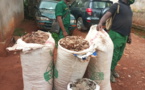 Cameroun : des trafiquants d'écailles de pangolin au tribunal à Yaoundé