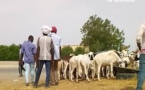 Tchad : "les pratiques rudimentaires de l'élevage ne sont plus adaptées à notre époque"