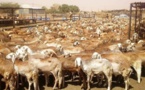Soudan : les revenus du bétail rapportent plus de 308 millions de dollars au 1er semestre