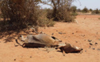 Corne de l'Afrique : la sécheresse accroît la menace de famine