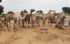 Le Tchad paie 108 millions Fcfa de Dia pour résoudre le conflit transfrontalier avec le Soudan
