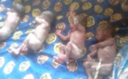 Tchad : une mère donne naissance à des quadruplés au Guera