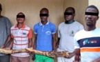Togo : cinq trafiquants d’ivoire déférés à la prison civile de Sokodé