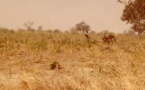 Tchad : un enfant enlevé à Lamé, les ravisseurs réclament 20 millions de FCFA