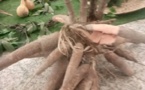 Cameroun : la Foire du manioc s’ouvre ce 22 septembre à Sa’a