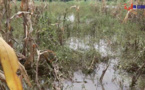 Tchad : plus de 4380 hectares de champs détruits par les inondations, une situation préoccupante