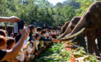 China's Yunnan province makes progress in protection of Asian elephants