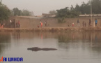 Tchad : des hippopotames aperçus à Walia après la crue du fleuve