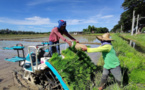 Chinese hybrid rice technologies contribute to Philippines' agricultural development