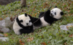 China enhances efforts to promote biodiversity conservation